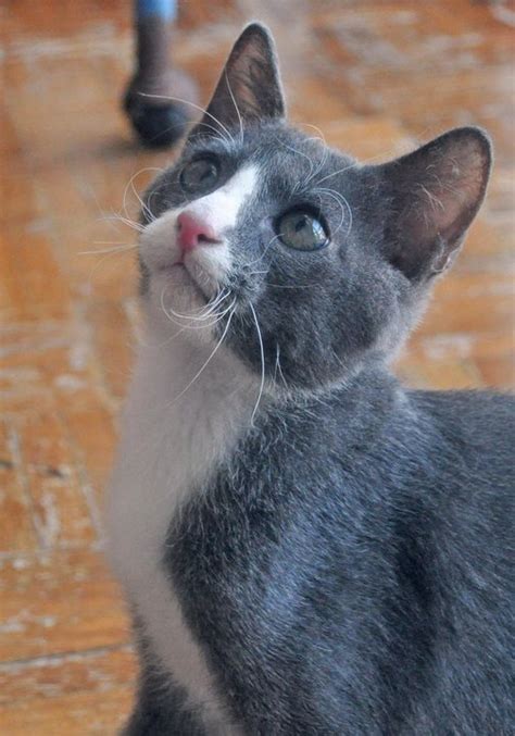 Russian Blue + Tuxedo Kitten Adopted - 10 Years, Maksim from Puchong Jaya, Selangor - PetFinder.my