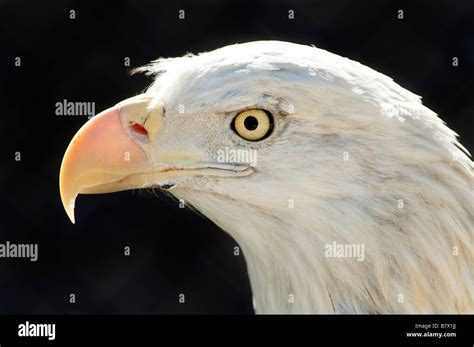 bald eagle close up portrait Stock Photo - Alamy