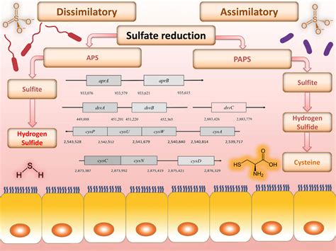 Cells | Free Full-Text | Recent Advances in Metabolic Pathways of Sulfate Reduction in ...