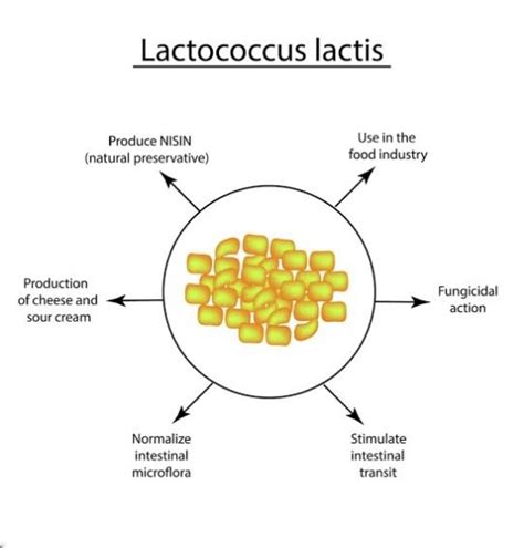 Lactobacillus Bulgaricus Diagram