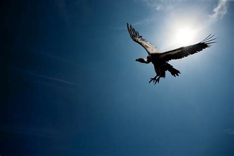 Vulture, flight, sun, sky, HD wallpaper | Wallpaperbetter