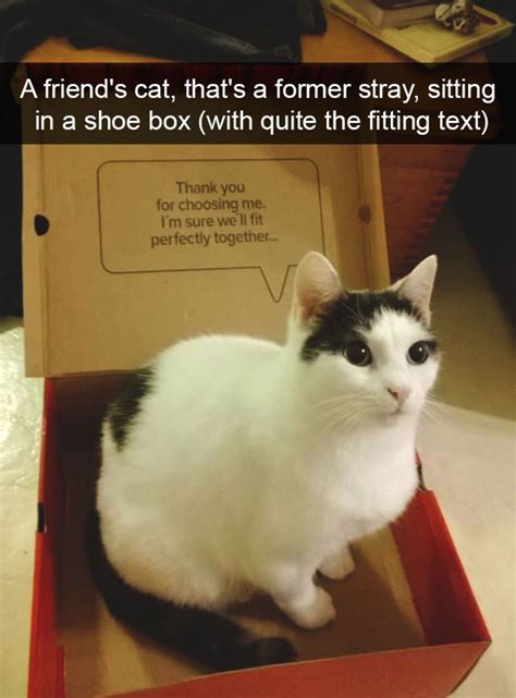 A friend’s cat, that’s a former stray, sitting in a shoe box (with quite the fitting text) – Wag ...