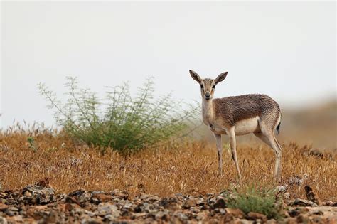 What Animals Live In The Gobi Desert? - WorldAtlas