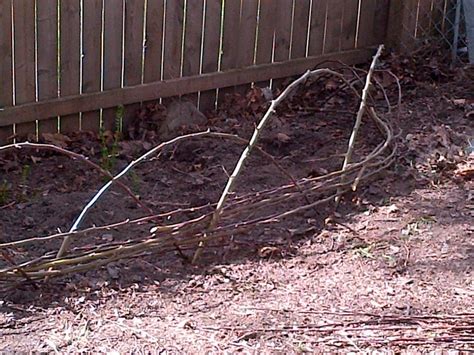 Waddle Fence - Made with Cranberry Tree Suckers. They are straight and ...