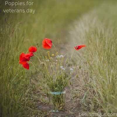 Poppies for Veterans Day (history, when and how to celebrate) – ISPUZZLE - Global Gardening Secrets