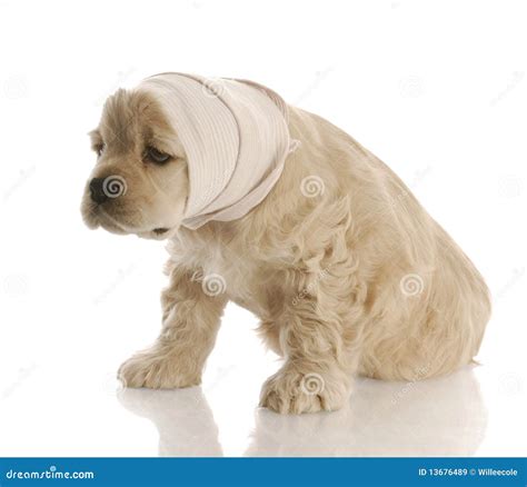 Sick Puppy Royalty-Free Stock Photography | CartoonDealer.com #13676489