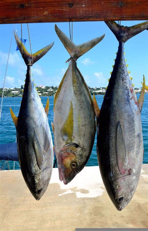 Best Tuna Fishing in March - Fanatics For Fishing