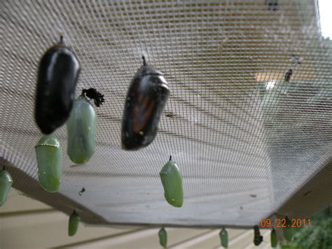 Hatching Monarch butterfly eggs and watching them go through their ...