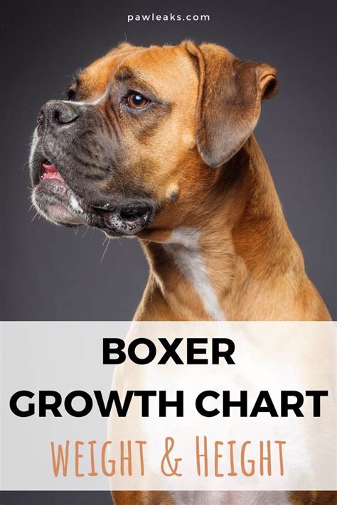 Weight Chart For Boxer Puppies Boxer Growth Weight Chart: Ev