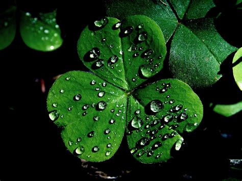 Irish Shamrock Wallpapers - Wallpaper Cave