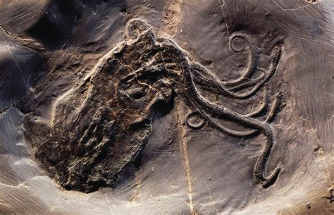 See the Best Fossil Octopus Ever Found | Scientific American