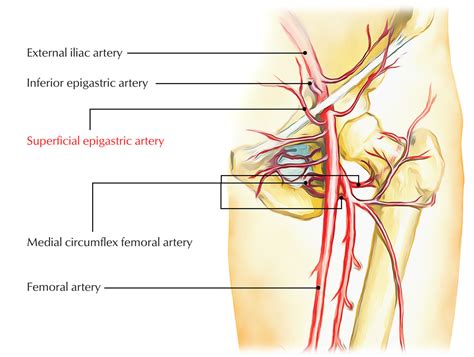 Superficial Epigastric Artery – Earth's Lab