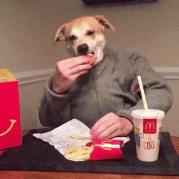 Download Dog Eating Ice Cream Gif | PNG & GIF BASE