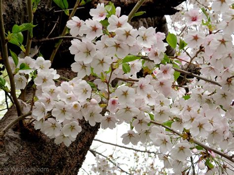 cherry_blossoms_hokkaido_japan – Kyuhoshi