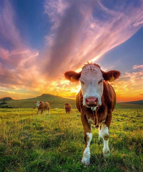 Jersey Cattle Wallpapers - Wallpaper Cave