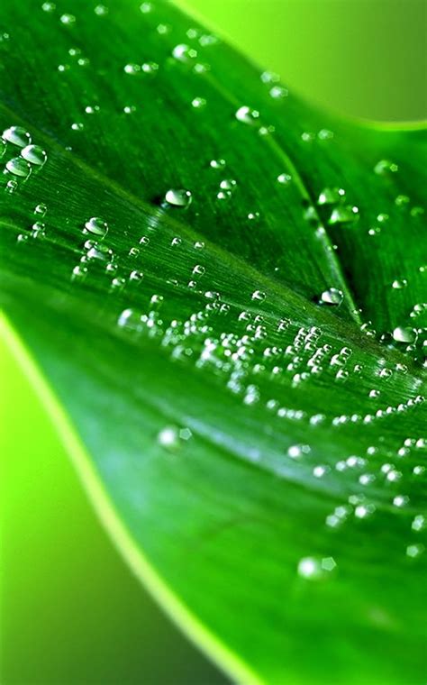 fondo de pantalla de naturaleza verde | Naturaleza verde, Hojas verdes, Fondos de pantalla verde