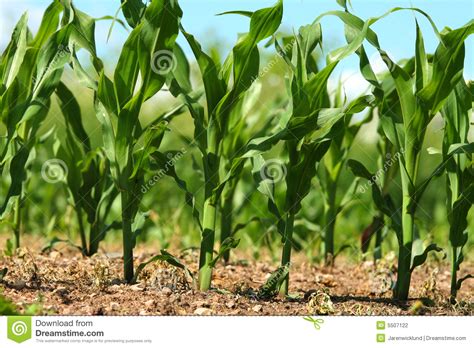 Maize cultivation clipart - Clipground