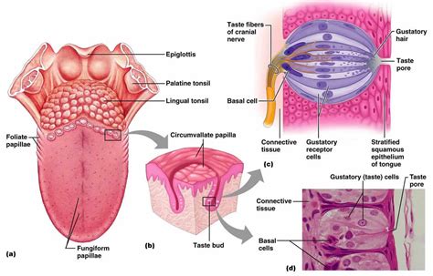 Ageusia is the loss of of the sense of taste, ageusia causes & treatment