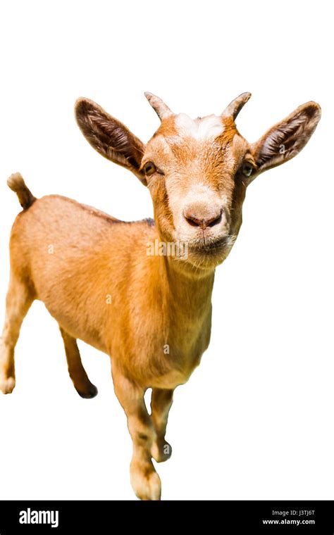 little brown baby goat looking straight front, isolated on a white ...