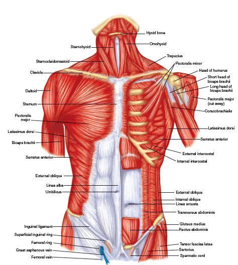 Muscles Trunk Torso Anterior Human Anatomy Vintage Medical | ubicaciondepersonas.cdmx.gob.mx