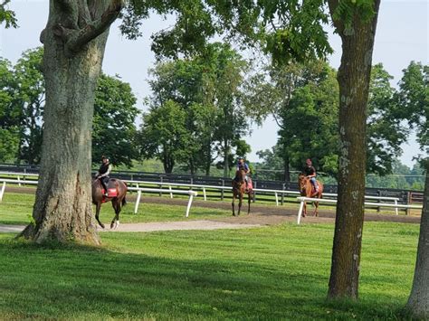 From Lexington: Kentucky Horse Farms Tour | GetYourGuide