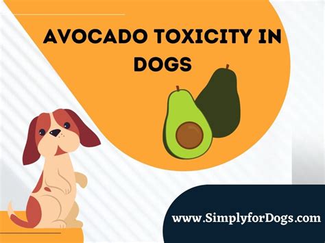 Avocado Toxicity in Dogs (Why This Happens?) - Simply For Dogs