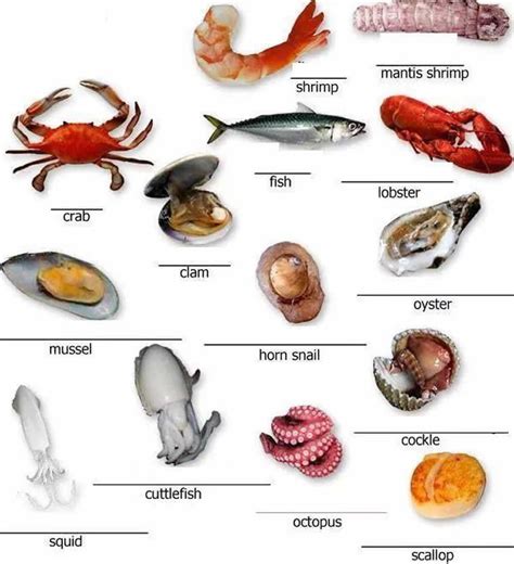 Types of seafood Diagram | Quizlet