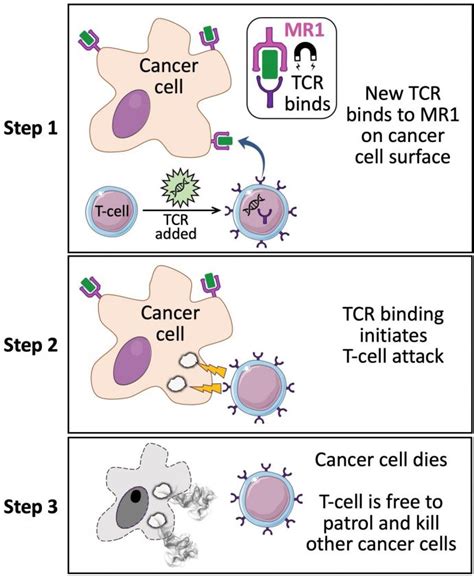 Newly Discovered T-cell Receptor May Lead to More ‘Universal’ Cancer Therapy, Study Suggests