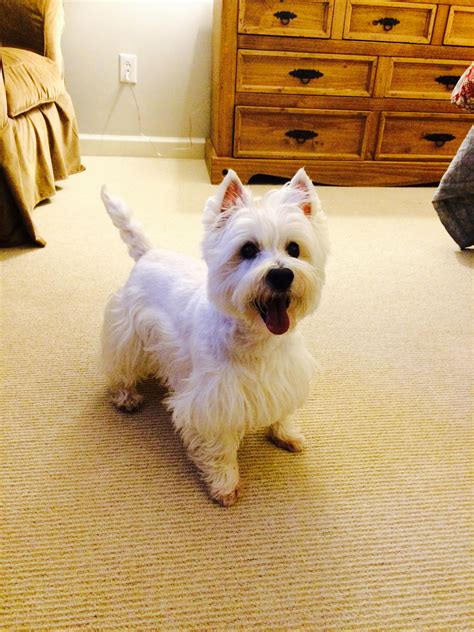 Coconut the Westie Playing