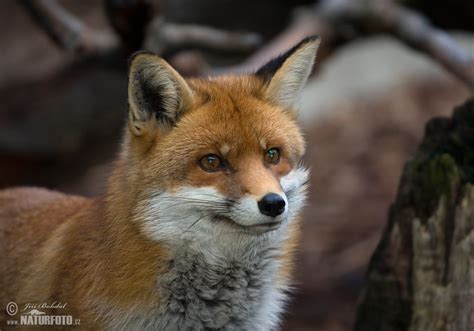 Liška obecná | Naturfoto.cz