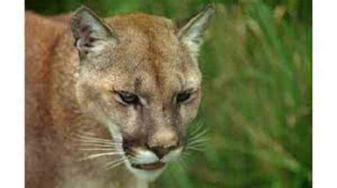 Cougars: Diet, Lifestyle, Habitat in Arkansas – Nature Blog Network