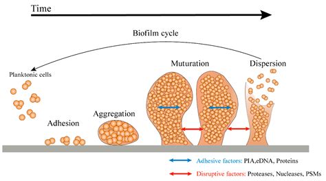 Biofilm