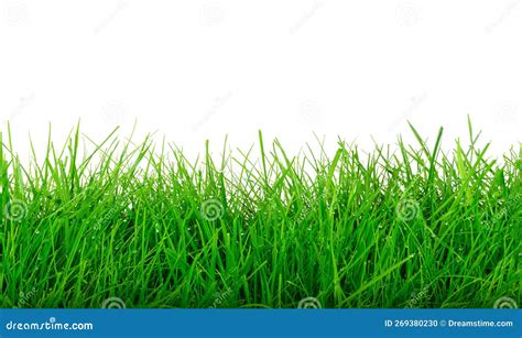 Isolated Green Grass on a White Background Stock Photo - Image of white ...