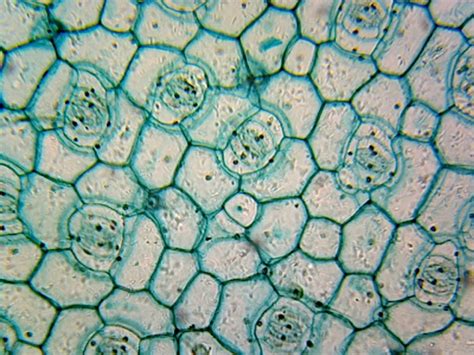 Gsc International Microscope Slide Of Monocot Epidermis; Showing Stomata; Whole-Mount