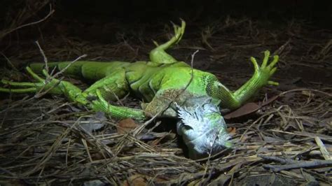 Look up: Falling iguanas possible with freezing temperatures in Florida