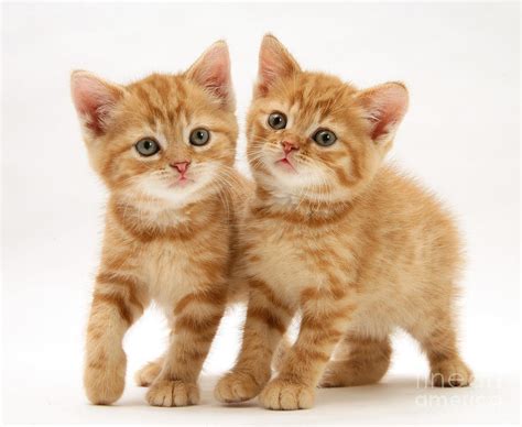 British Shorthair Red Tabby Kittens Photograph by Jane Burton