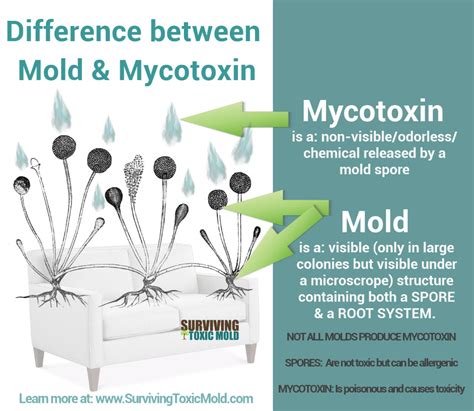 Surviving Toxic Mold | Mold Exposure | Mold Illness | Mold Testing ...