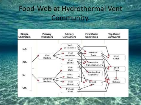 Hydrothermal Vent Food Web