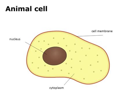 Drawing Of Cytoplasm at PaintingValley.com | Explore collection of ...