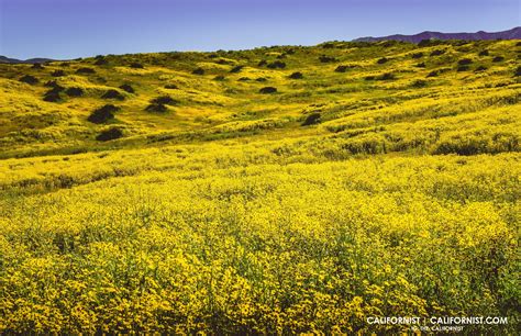 The Carrizo Plains Super Bloom — Californist