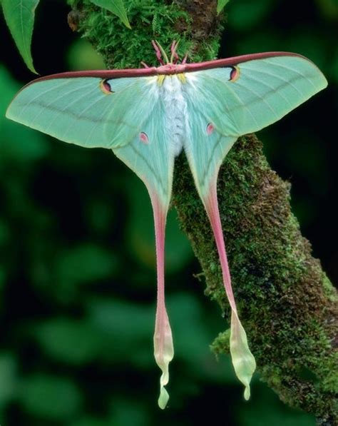 A1 Female Actias Dubernardi 1pcs Unspreadry Insects - Etsy