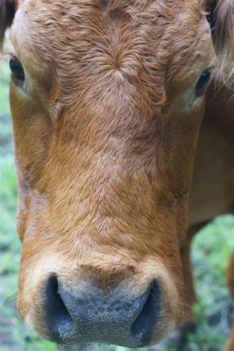 Free Images : wood, sunset, wildlife, zoo, horn, cow, fauna, head, scratching, cattle like ...