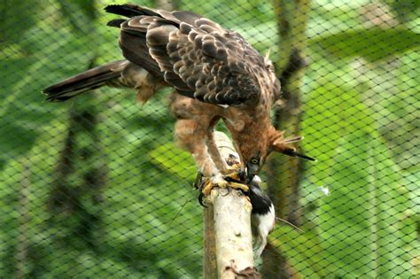 Elang Jawa, Burung Luar Biasa yang Ternyata Jadi Simbol Garuda pada Pancasila - Boombastis