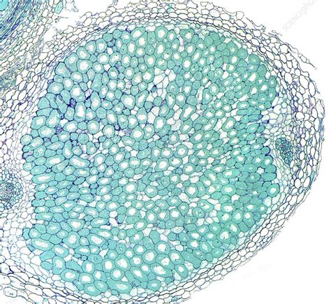 Rhizobium Microscope