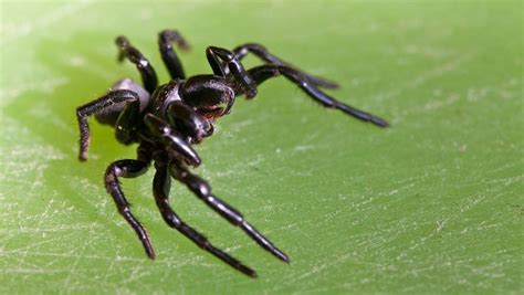 Mouse spiders looking for love in all the wrong places | NT News