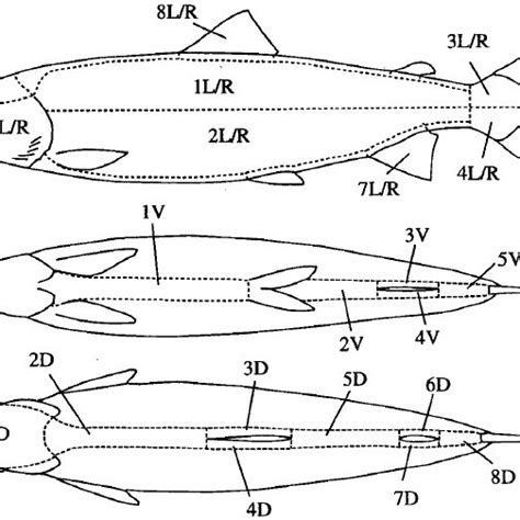 Salmo salar . The disposition of the 29 ‘zones’ (1–8 L[eft]/R[ight ...