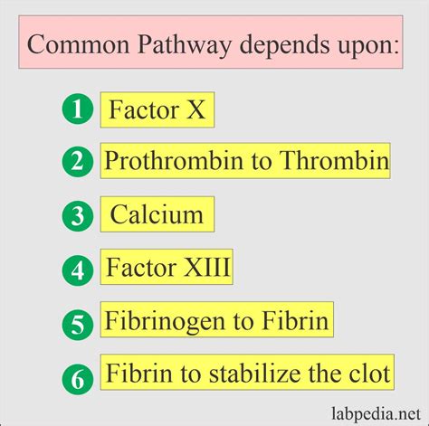 Coagulation:- part 1 - Blood Coagulation process, Coagulation factors ...