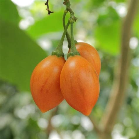 Buy Tamarillo Seeds Online - Rarexoticseeds