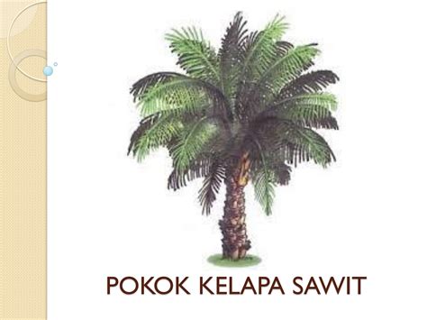 Gambar Lukisan Pokok Kelapa Sawit Pokok Kelapa Sawit Klasifikasi | Porn ...