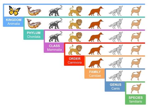 Classification | BioNinja | Classification, Animals chart, Taxon